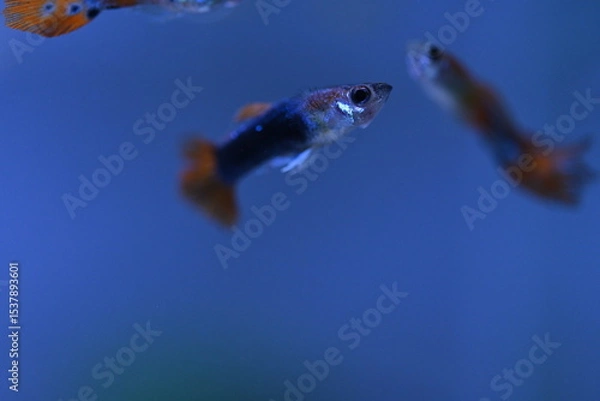 Fototapeta A guppy in an aquarium, photographed with a macro lens.