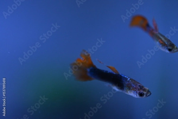 Fototapeta A guppy in an aquarium, photographed with a macro lens.