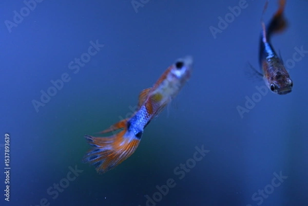 Fototapeta A guppy in an aquarium, photographed with a macro lens.
