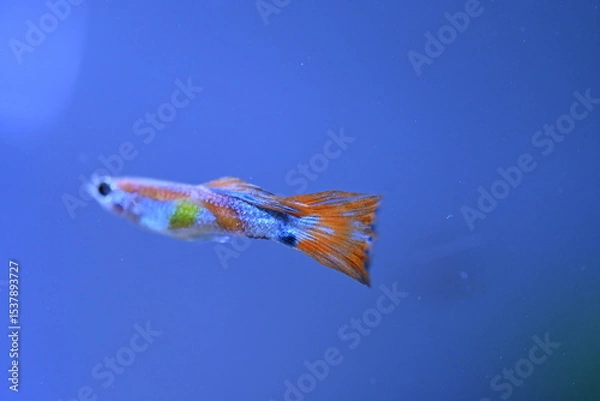 Fototapeta A guppy in an aquarium, photographed with a macro lens.