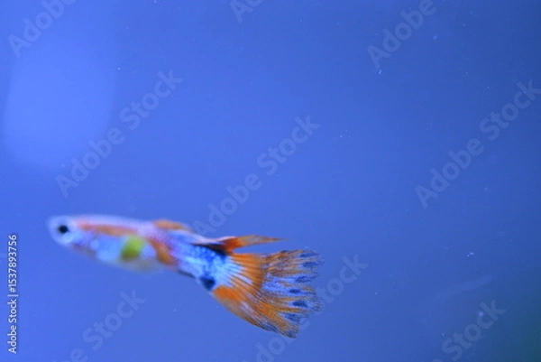 Fototapeta A guppy in an aquarium, photographed with a macro lens.