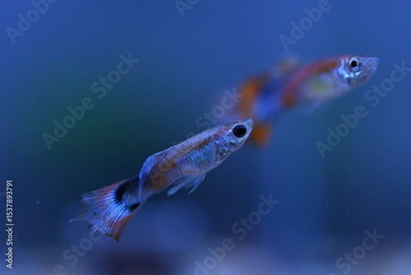 Fototapeta A guppy in an aquarium, photographed with a macro lens.
