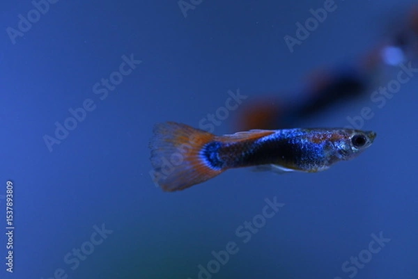 Fototapeta A guppy in an aquarium, photographed with a macro lens.