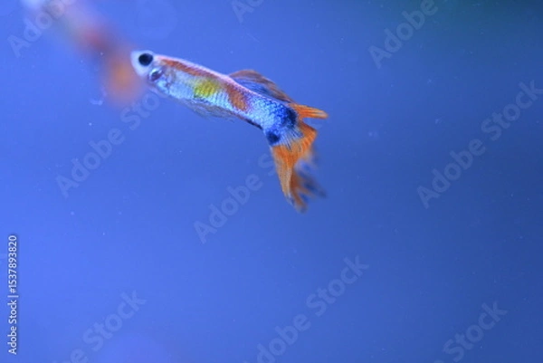 Fototapeta A guppy in an aquarium, photographed with a macro lens.