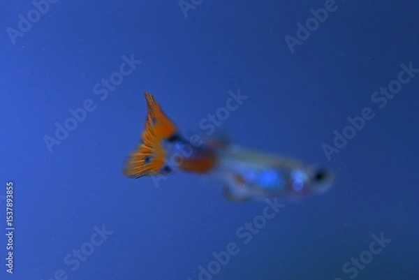 Fototapeta A guppy in an aquarium, photographed with a macro lens.
