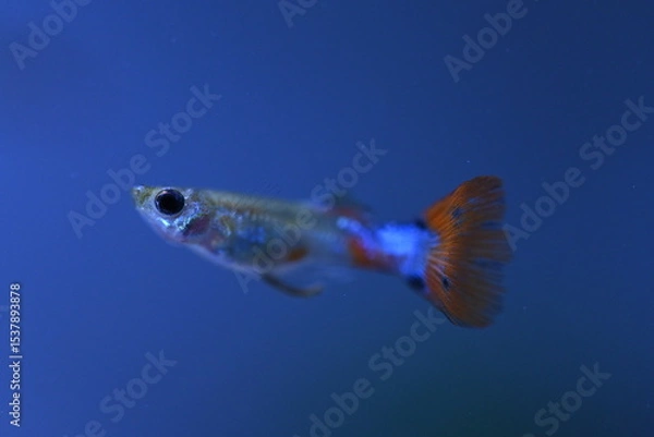 Fototapeta A guppy in an aquarium, photographed with a macro lens.