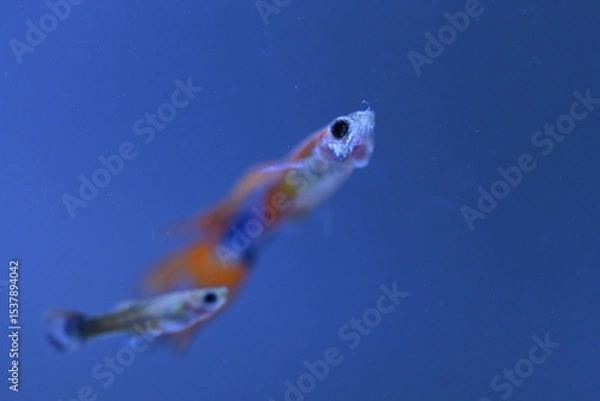 Fototapeta A guppy in an aquarium, photographed with a macro lens.