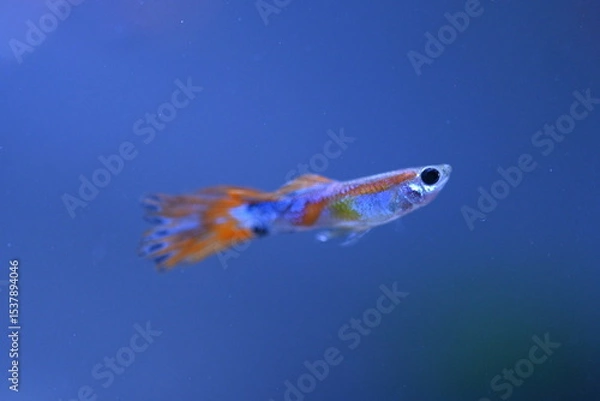 Fototapeta A guppy in an aquarium, photographed with a macro lens.