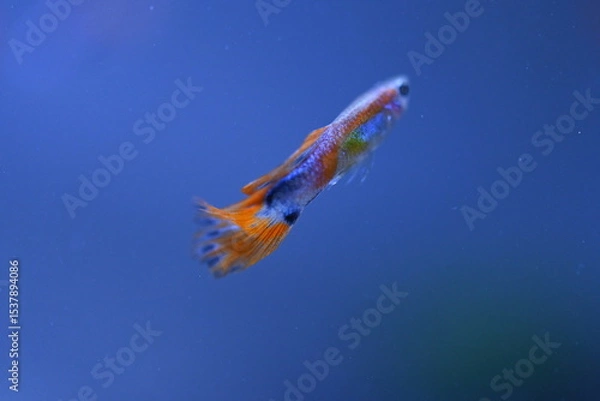 Fototapeta A guppy in an aquarium, photographed with a macro lens.