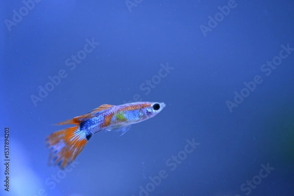 Fototapeta A guppy in an aquarium, photographed with a macro lens.