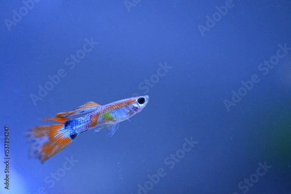Fototapeta A guppy in an aquarium, photographed with a macro lens.