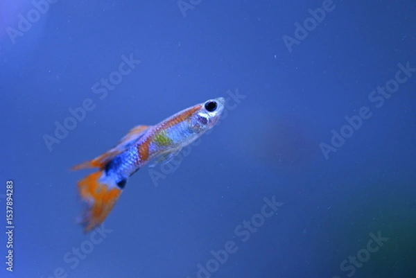Fototapeta A guppy in an aquarium, photographed with a macro lens.