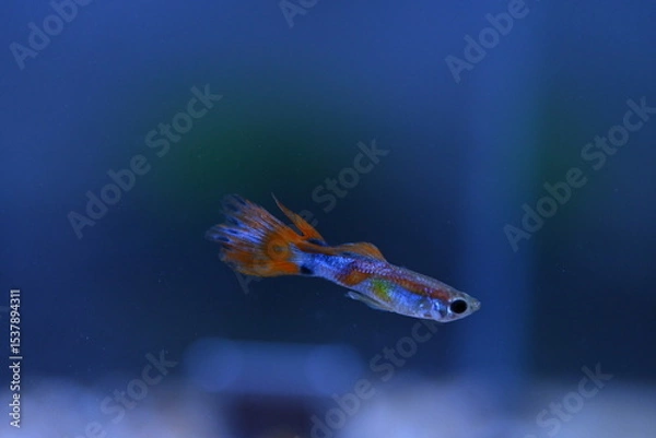 Fototapeta A guppy in an aquarium, photographed with a macro lens.