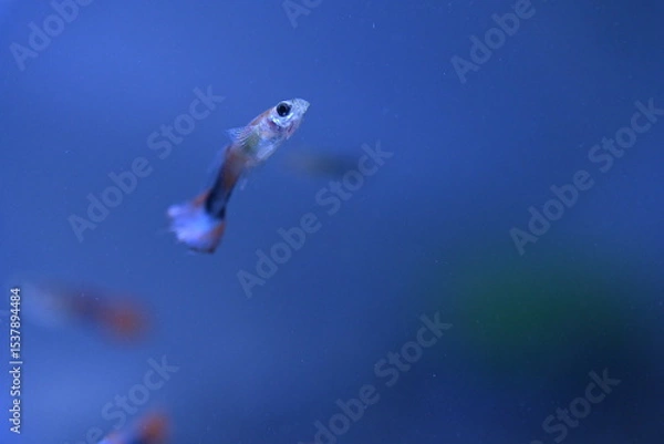 Fototapeta A guppy in an aquarium, photographed with a macro lens.