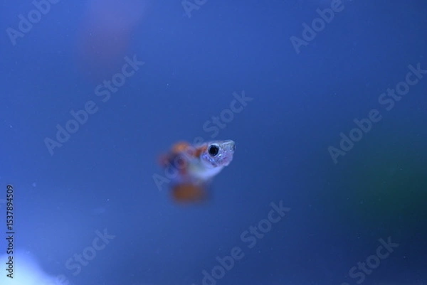 Fototapeta A guppy in an aquarium, photographed with a macro lens.