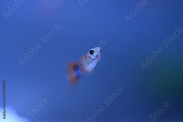 Fototapeta A guppy in an aquarium, photographed with a macro lens.