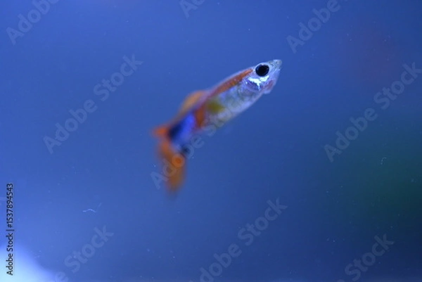 Fototapeta A guppy in an aquarium, photographed with a macro lens.