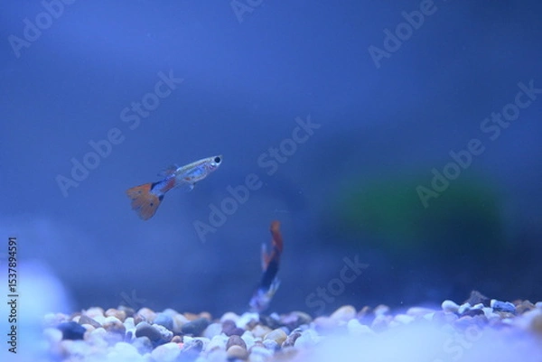 Fototapeta A guppy in an aquarium, photographed with a macro lens.