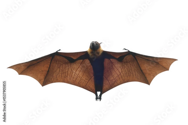 Fototapeta Bat flying isolated on transparent background.	