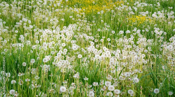 Obraz View of white dandelions with seeds on green grass background