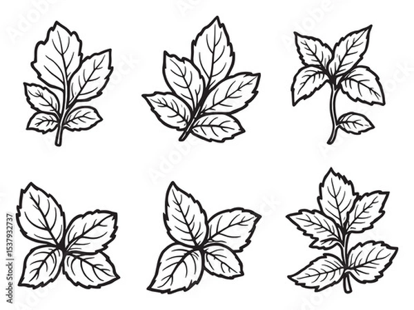 Fototapeta fresh mint leaves vector drawing