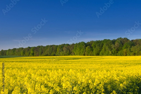 Obraz pole rzepaku