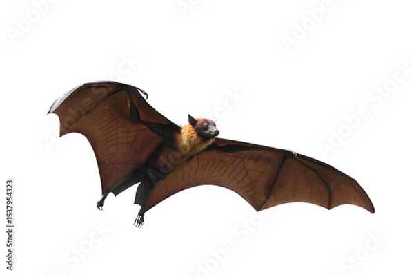 Fototapeta Bat flying isolated on transparent background.	