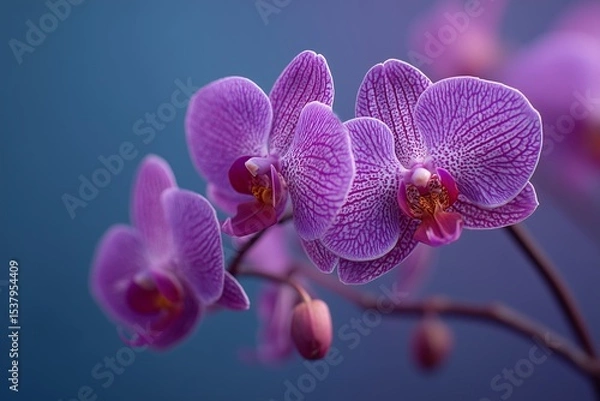 Fototapeta Lush purple orchid with intricate details on a luminous backdrop, exotic and elegant floral composition