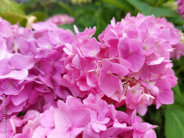 Fototapeta petals of pink hortensia closeup - flower bloom in garden