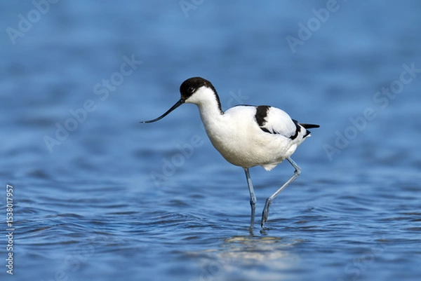 Fototapeta Pied avocet (Recurvirostra avosetta)