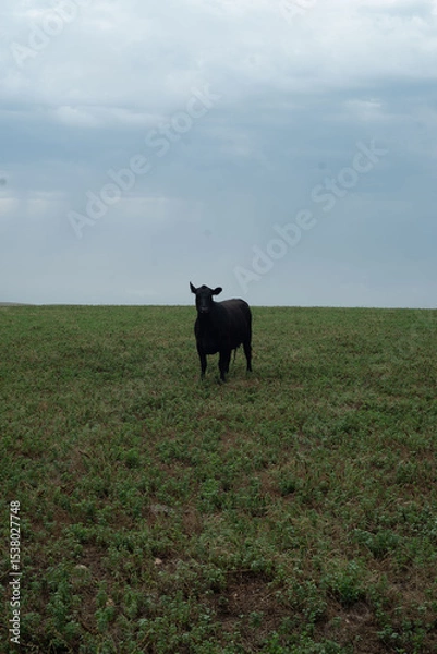 Fototapeta Dairy cows grazing on a farm 