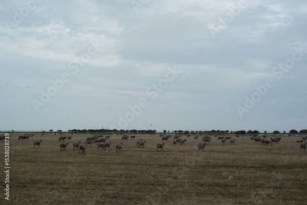 Fototapeta Flock of sheep grazing in the countryside landscape