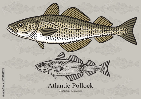 Fototapeta Atlantic Pollock, europejski Pollock. Ilustracja wektorowa dzieła sztuki w małych rozmiarach. Nadaje się do projektowania graficznego i pakowania, przykładów edukacyjnych, sieci itp.