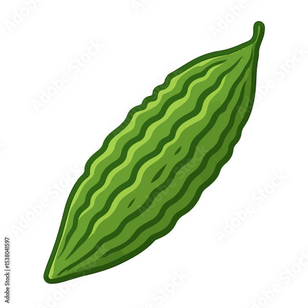 Obraz bitter guard isolated on white, vector illustration