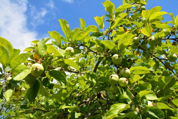 Fototapeta Unripe green apples on apple tree in summer