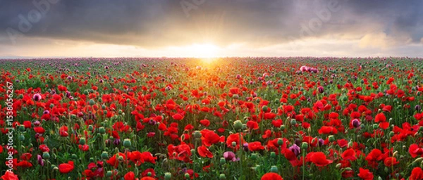 Obraz Purple poppy field at sunset with sun, rural landscpae