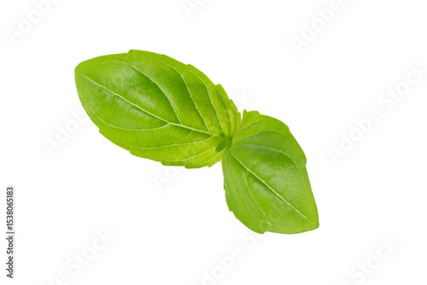 Fototapeta Fresh Green Basil Herb Leaves with Aromatic Scent isolated on a transparent background