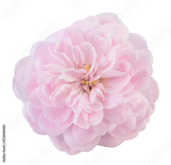 Fototapeta Wonderful pink rose in top view. Garden flower cut out, including clipping path.
