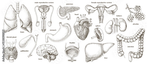 Fototapeta Human internal organs set vector