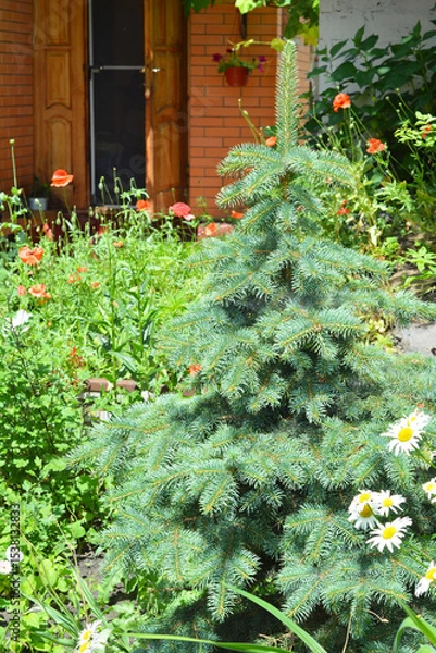 Fototapeta A blue spruce grows in the yard of a house and an open front door is in the background.