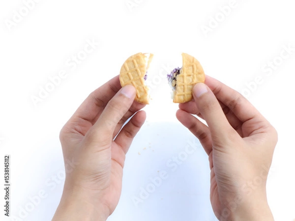 Fototapeta Hands breaking a round cookie filled with purple and white filling, isolated on a white background