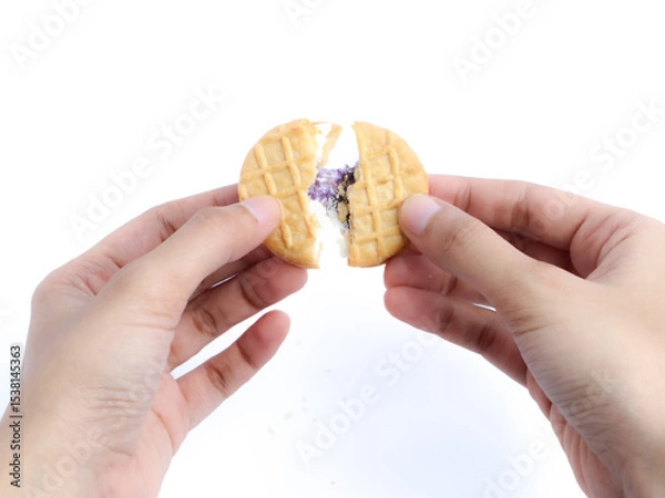 Fototapeta Hands breaking a round cookie filled with purple and white filling, isolated on a white background