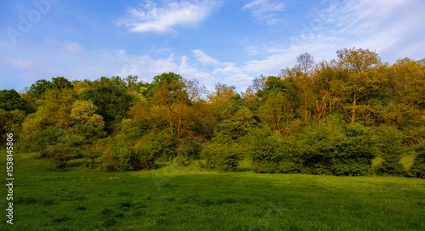 Obraz Nice forest landscape in springtime
