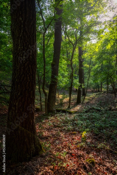Fototapeta Springtime in a sessile oak (Quercus petraea) forest in Hungary