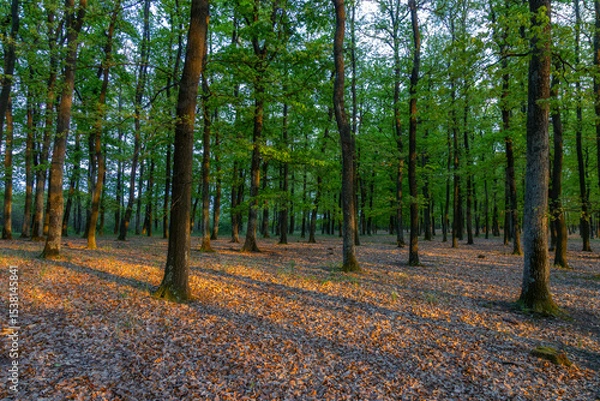 Fototapeta Springtime in a sessile oak (Quercus petraea) forest in Hungary