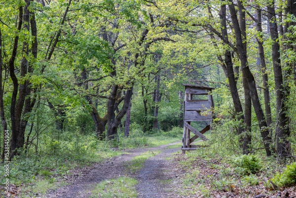 Fototapeta Forest road in springtime next to the hunting lodge