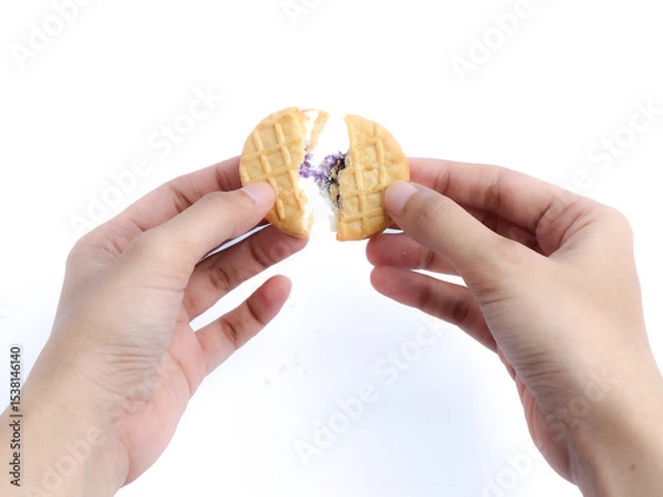 Fototapeta Hands breaking a round cookie filled with purple and white filling, isolated on a white background