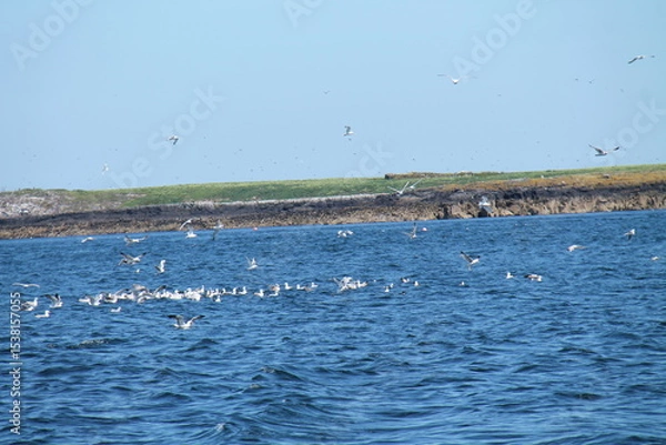 Obraz A Flock of Seabirds by the Rocks of a Coastal Island.
