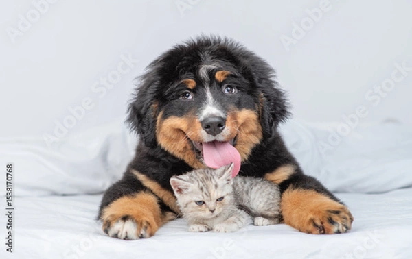 Obraz Friendly Bernese Mountain dog puppy hugs tiny kitten under warm blanket on a bed at home