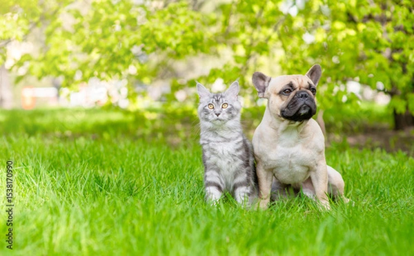 Obraz French bulldog and Maine coon cat sitting together on green summer grass. Empty space for text